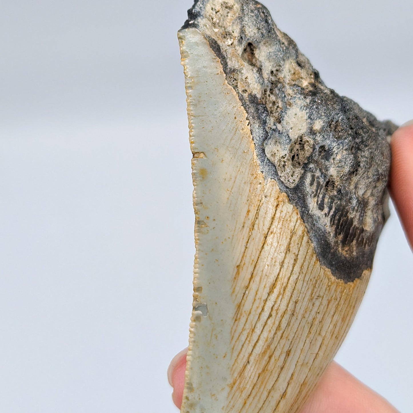 Megalodon Tooth Fossil