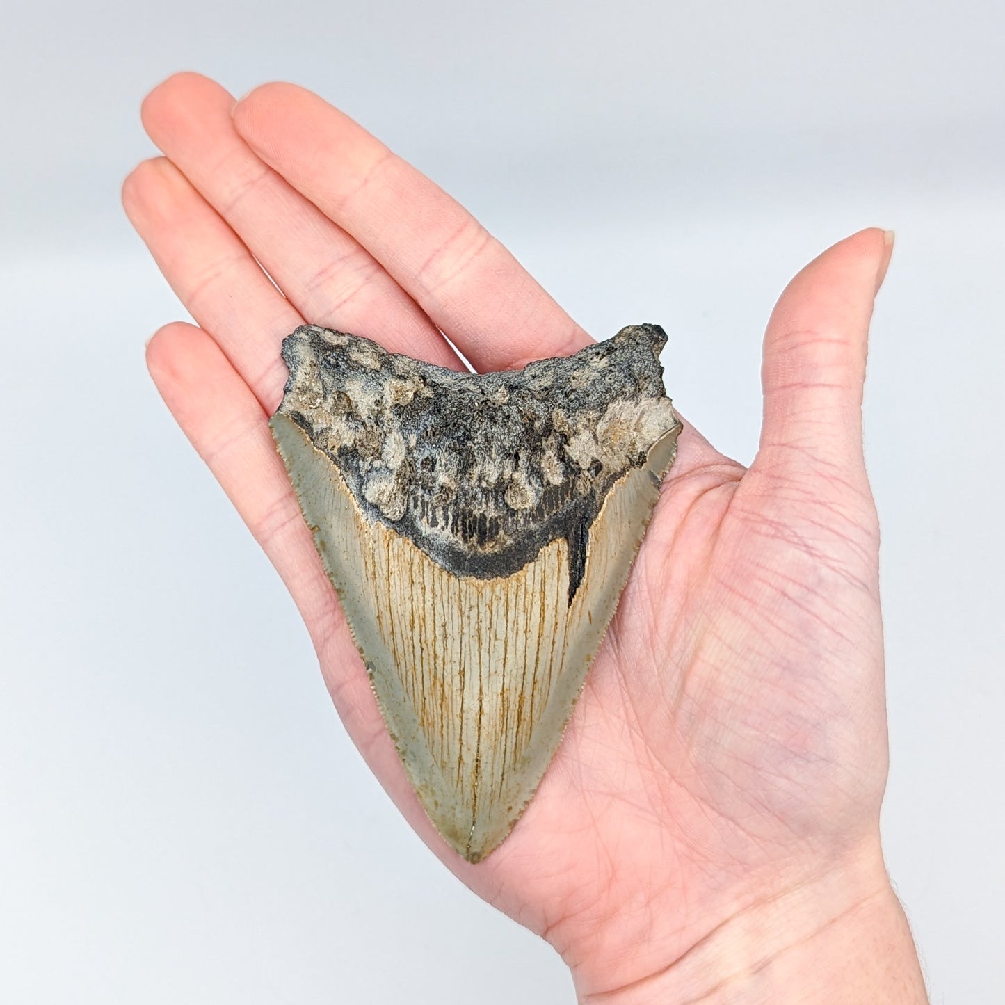 Megalodon Tooth Fossil