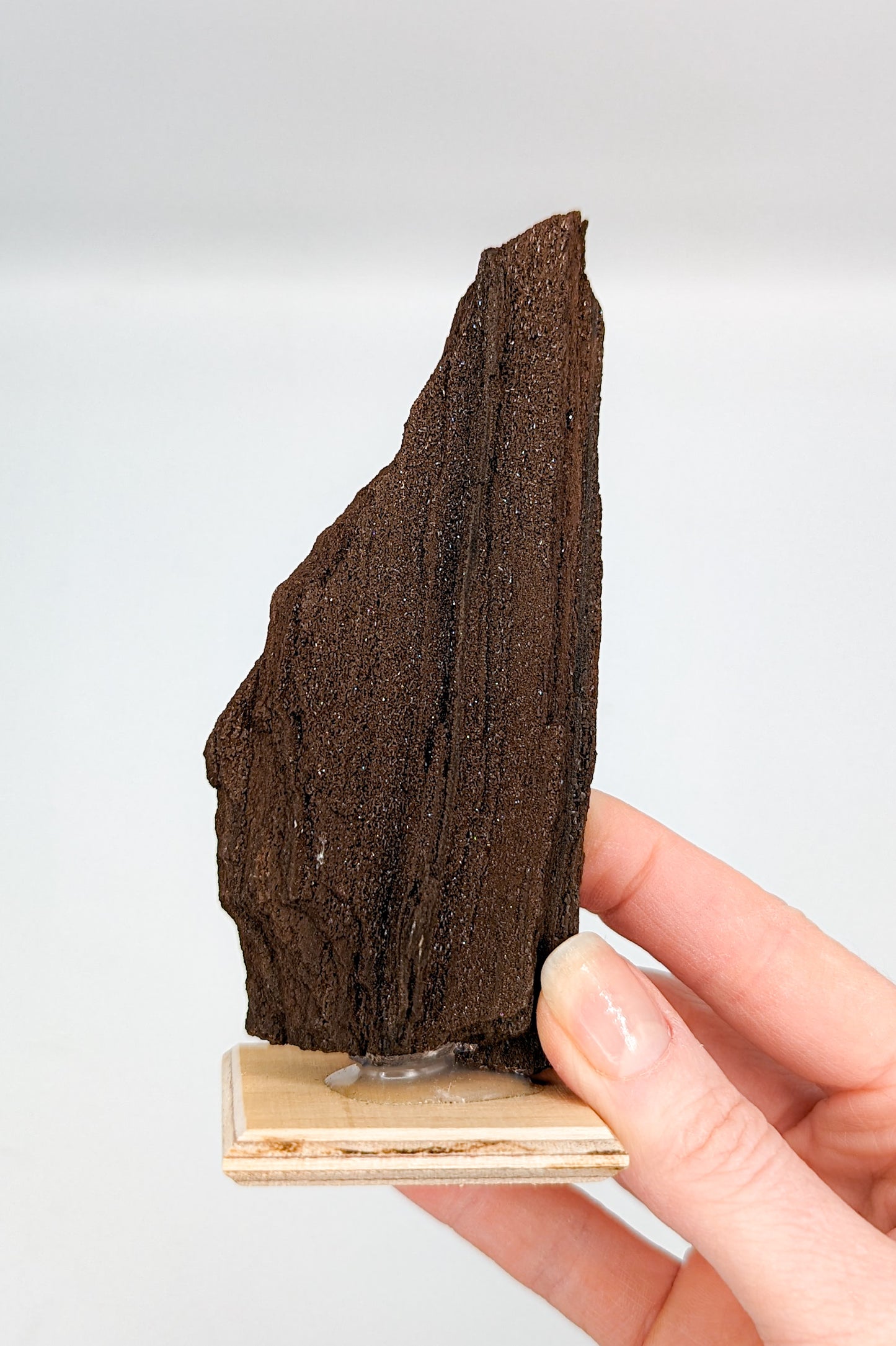 Perimineralized Fossil Wood with Quartz C