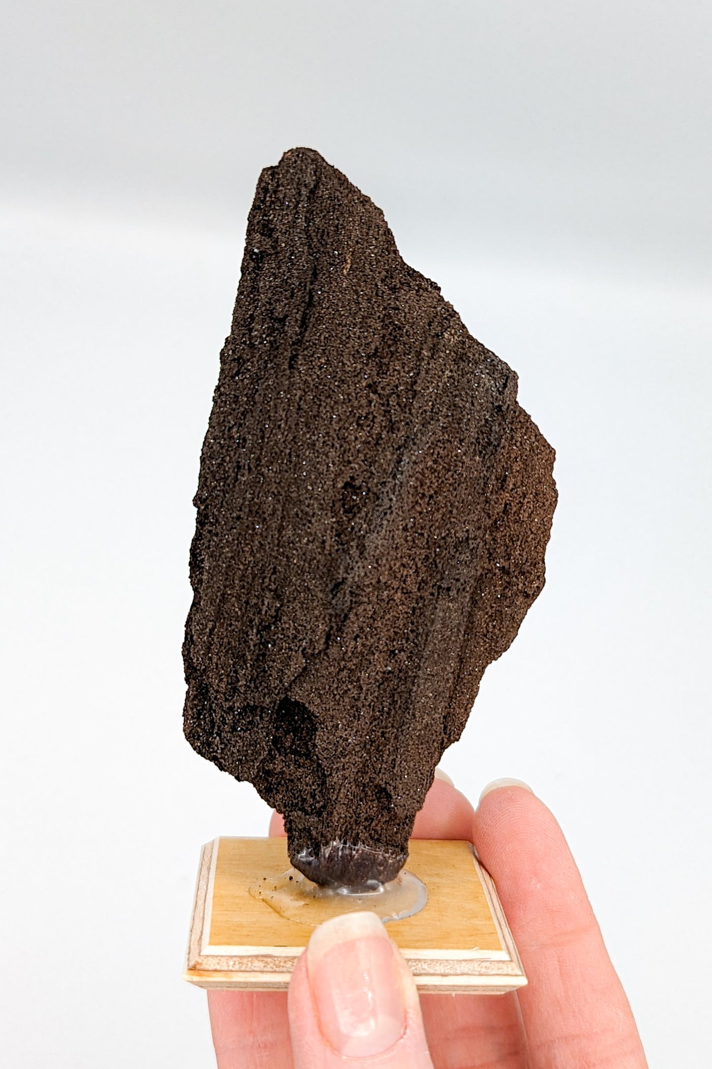 Perimineralized Fossil Wood with Quartz F