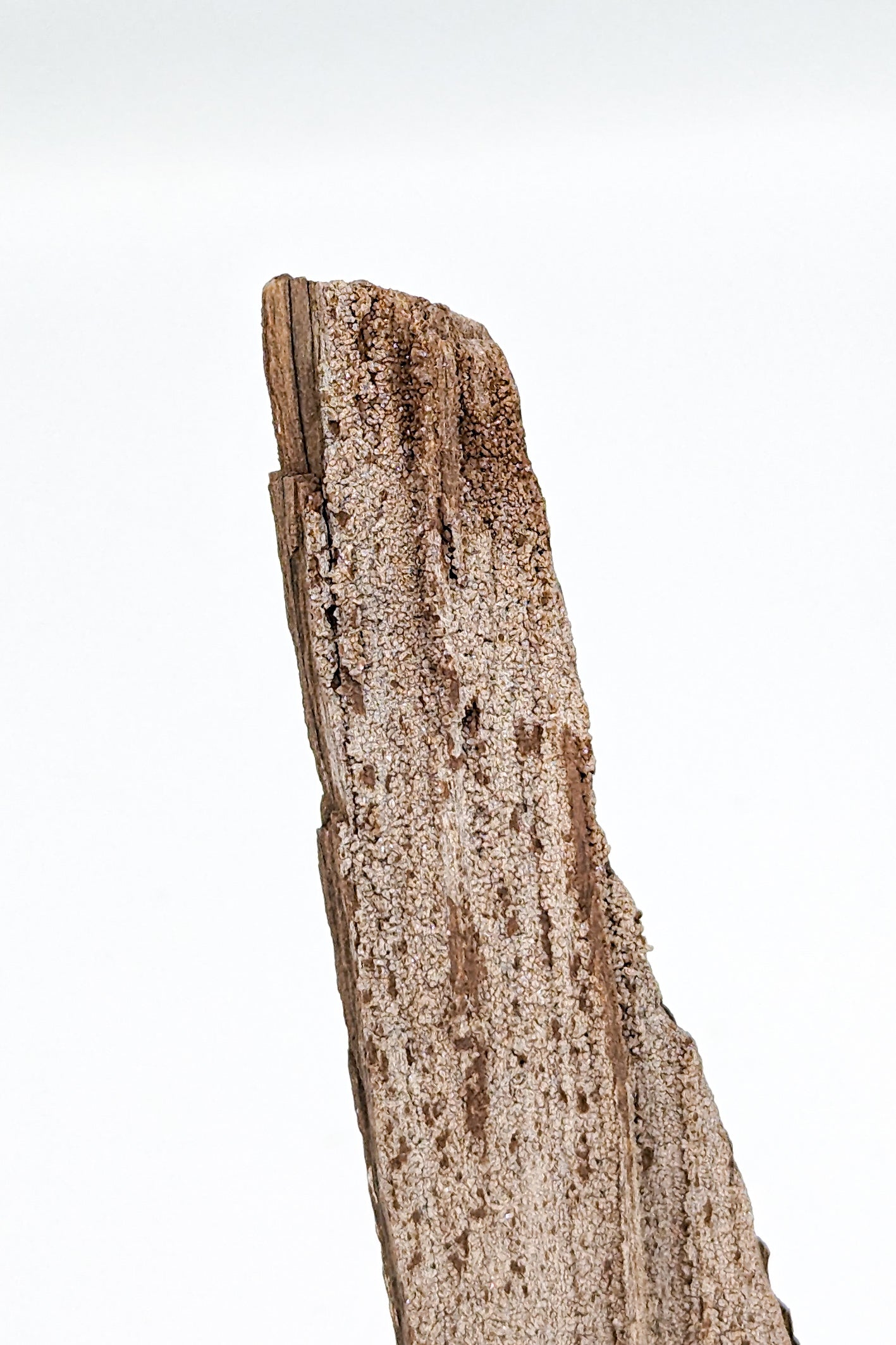 Perimineralized Fossil Wood with Quartz E