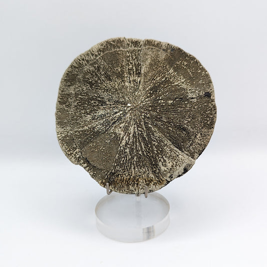 Pyrite Sun C