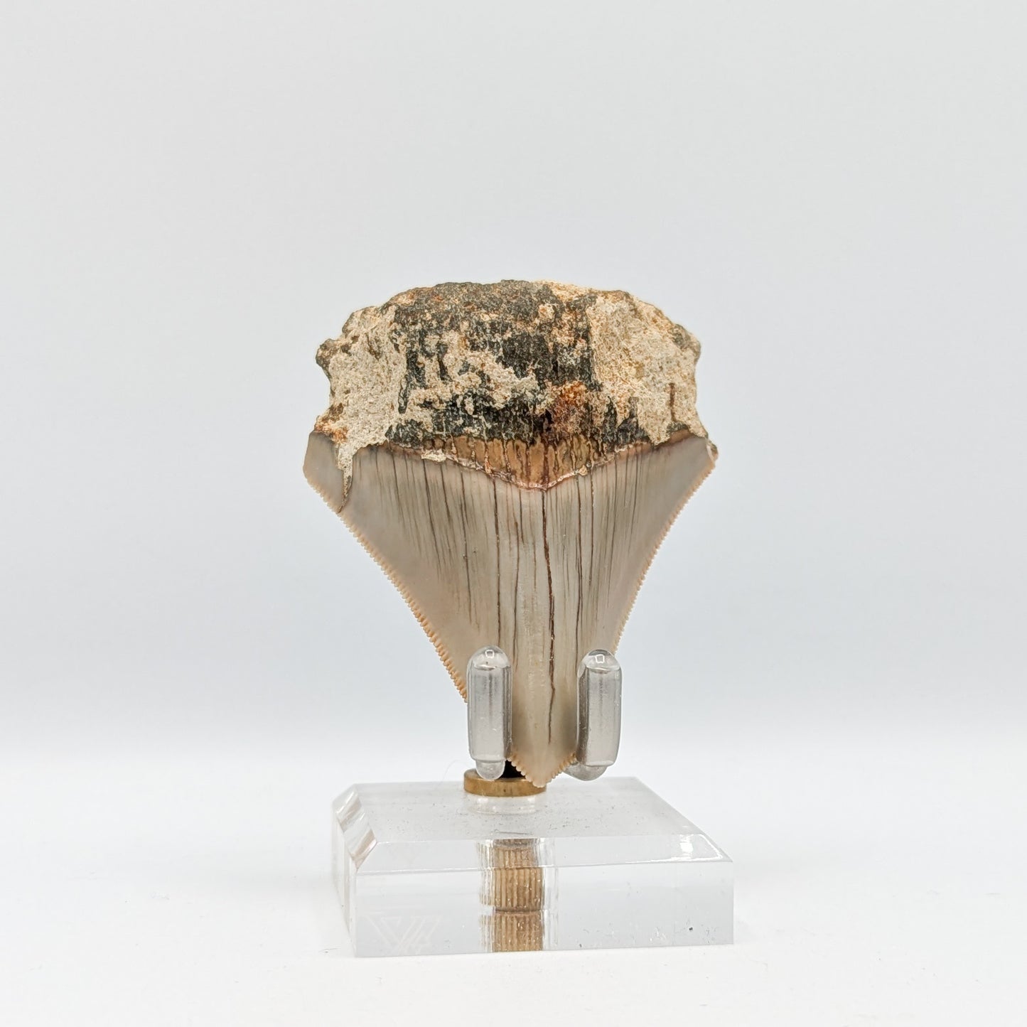 Megalodon Tooth Fossil E