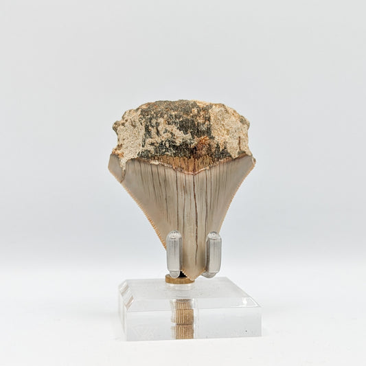 Megalodon Tooth Fossil E