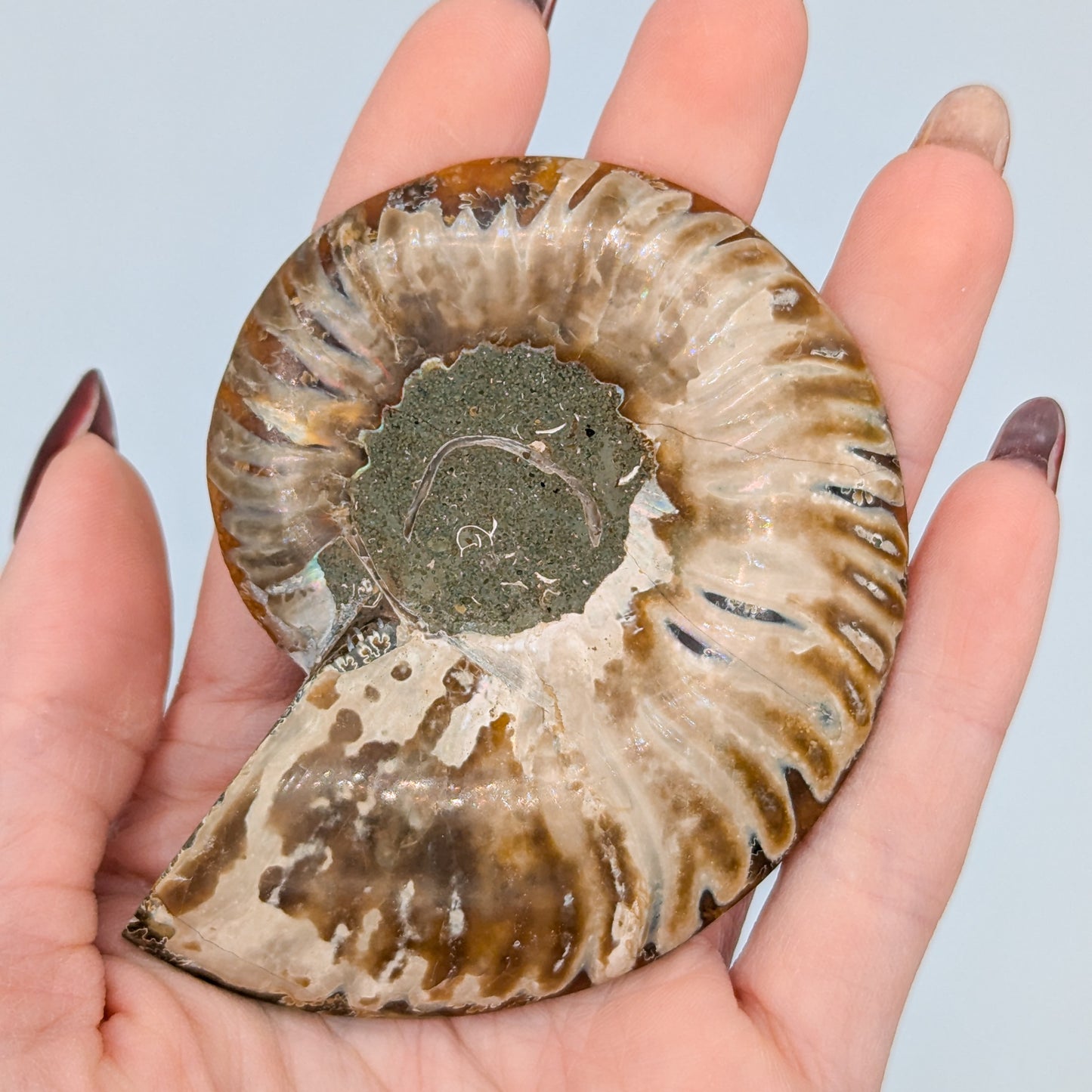 Ammonite Fossil Pair E