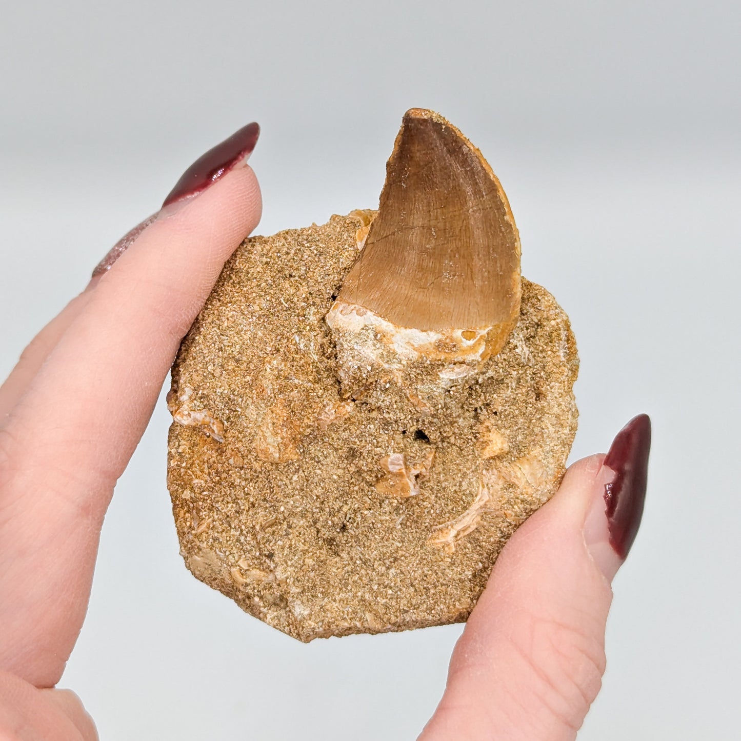 Mosasaur Tooth in Matrix B