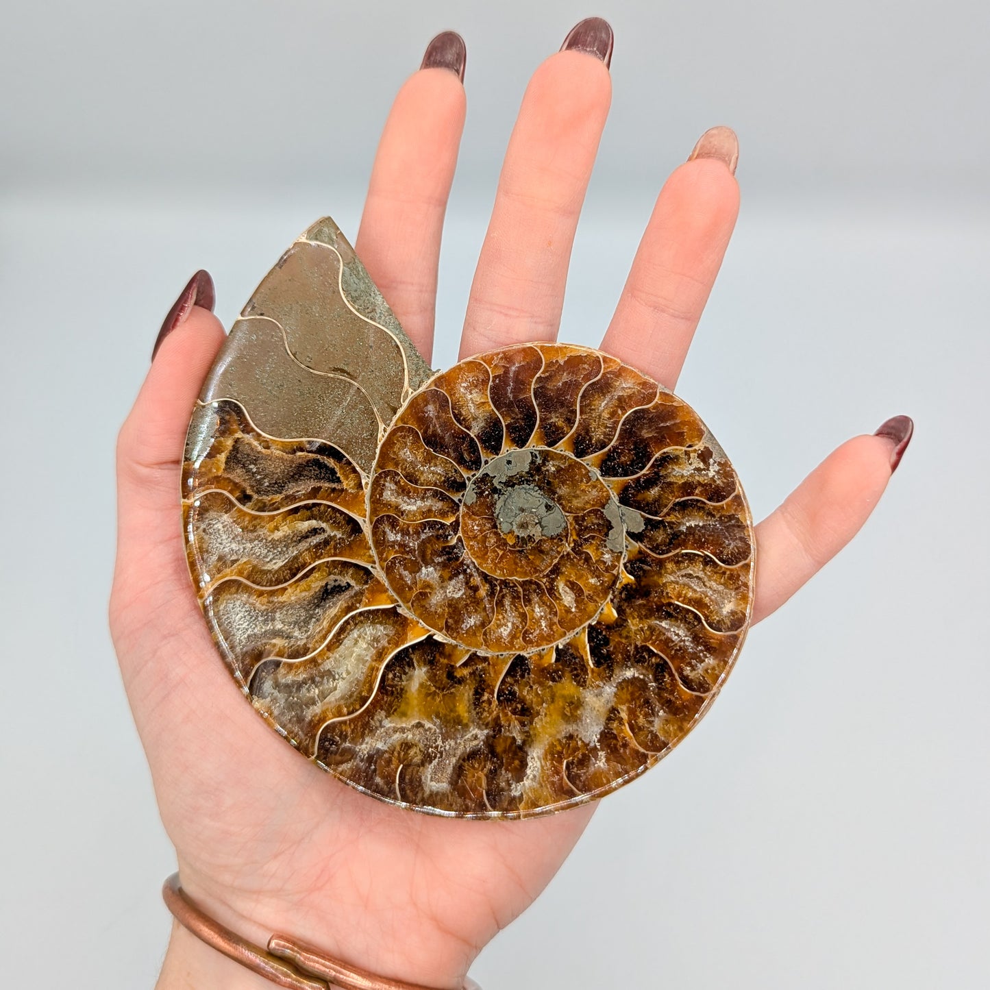 Ammonite Fossil Pair C