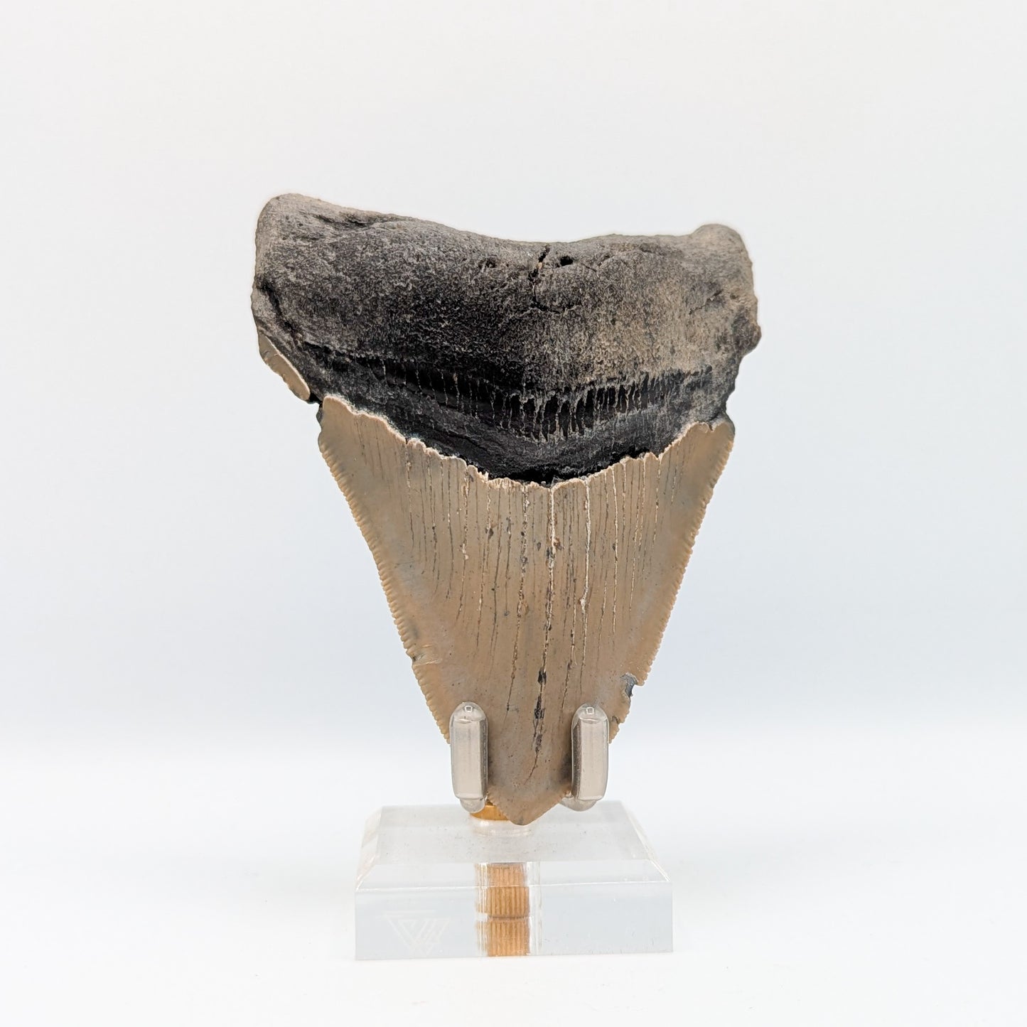 Megalodon Tooth Fossil B