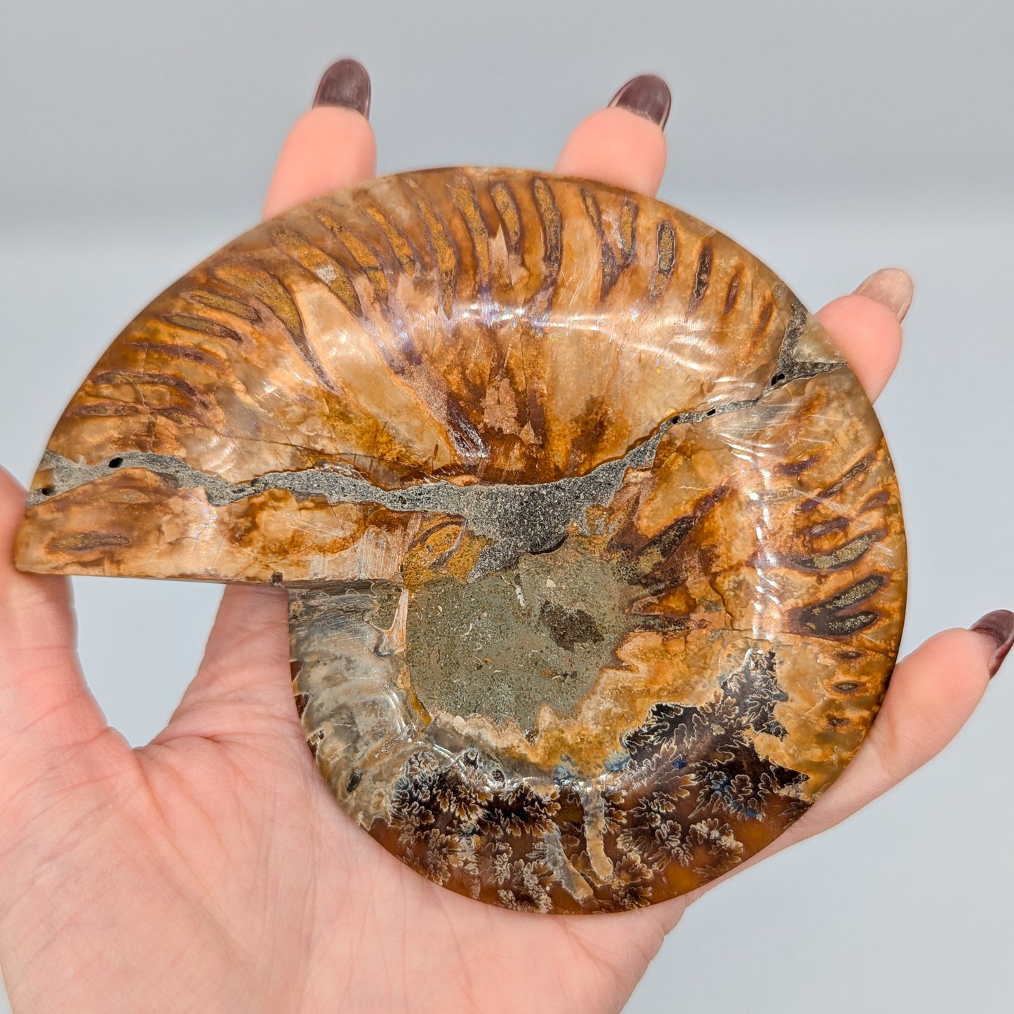 Ammonite Fossil Pair A