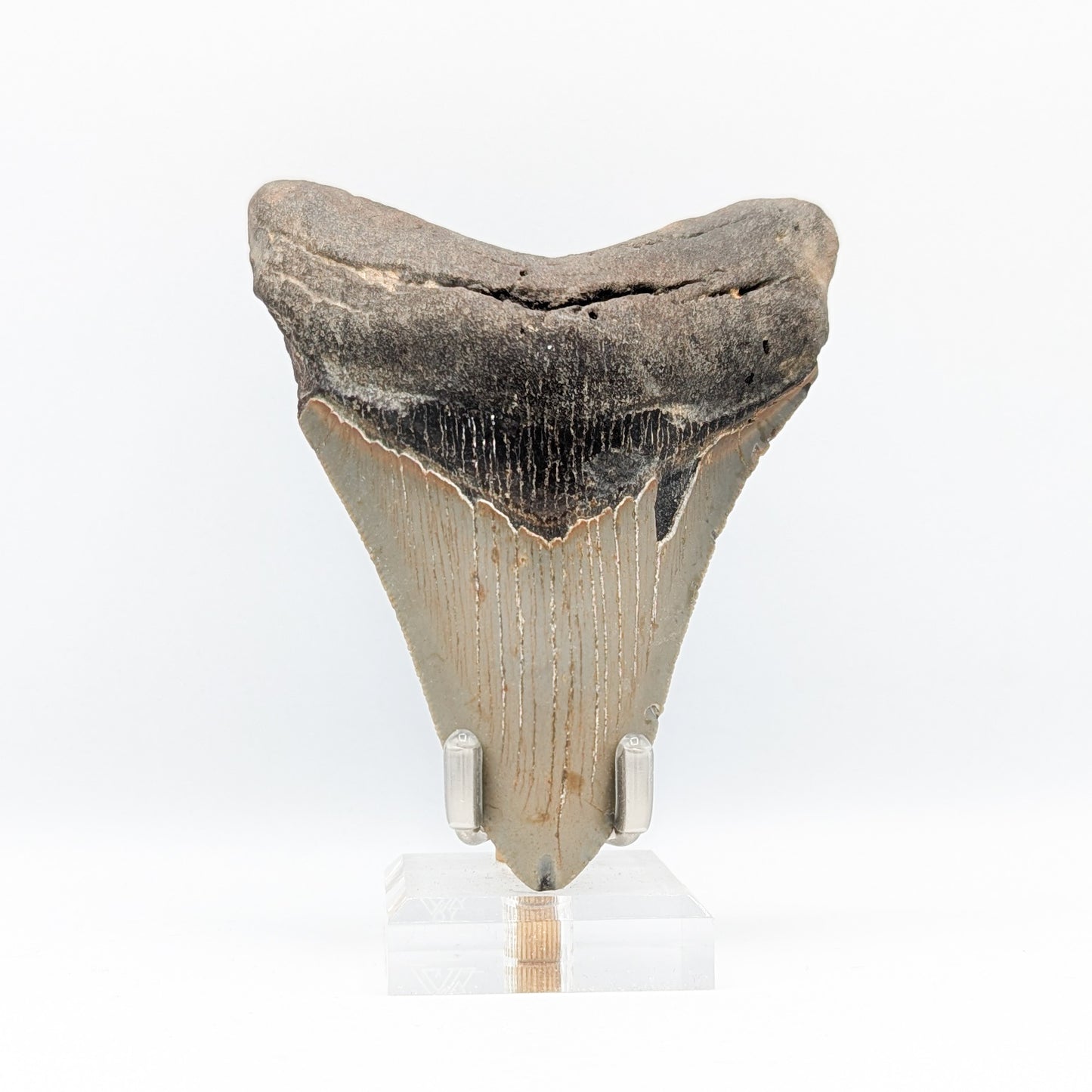 Megalodon Tooth Fossil C