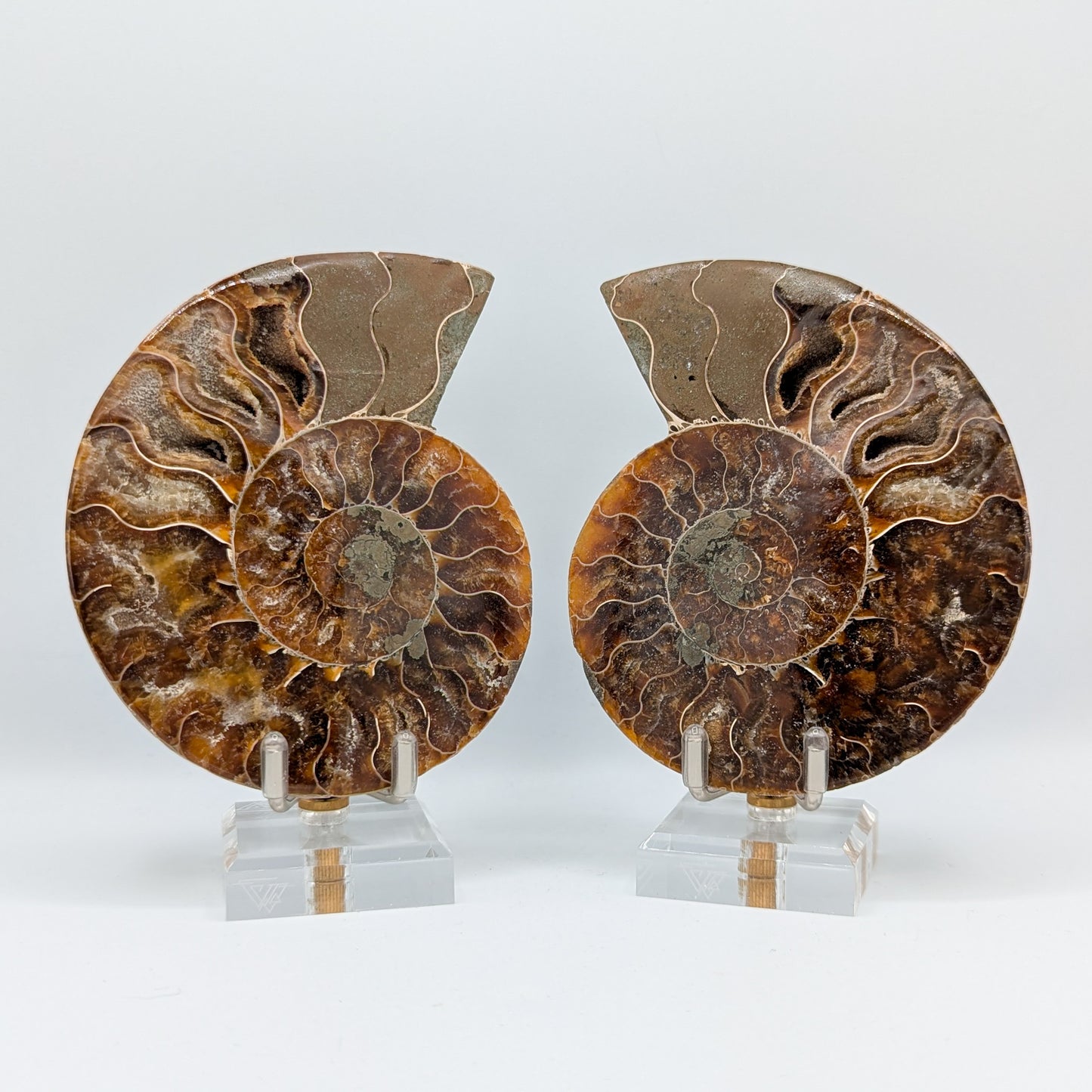 Ammonite Fossil Pair C