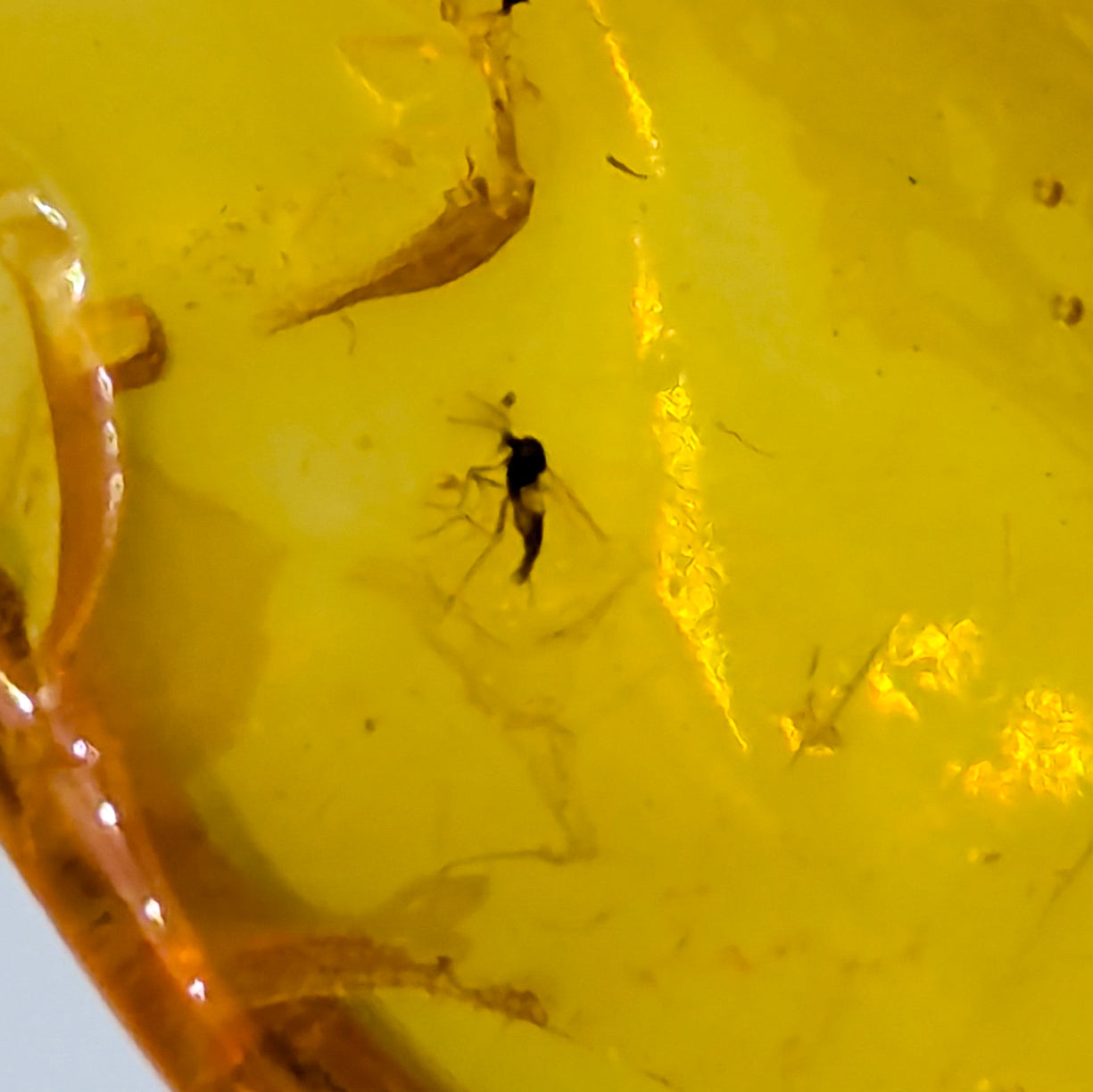 Amber with Insect Inclusions (Intuitively Selected)