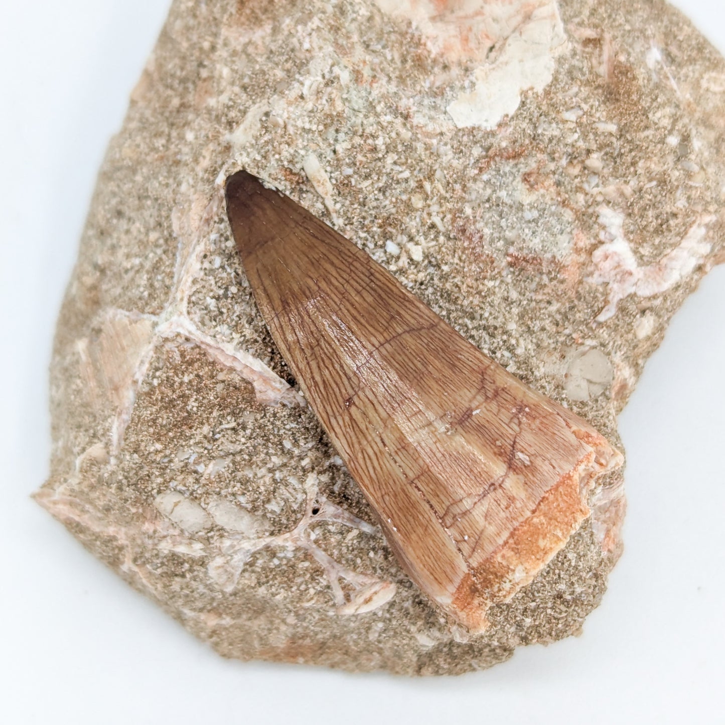 Mosasaur Tooth in Matrix A