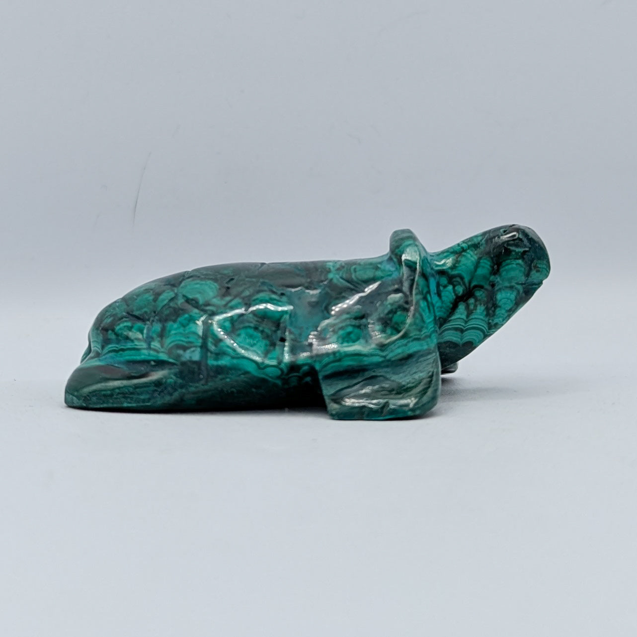 Malachite Turtle A