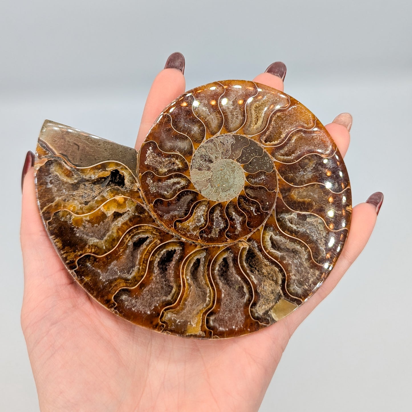 Ammonite Fossil Pair A