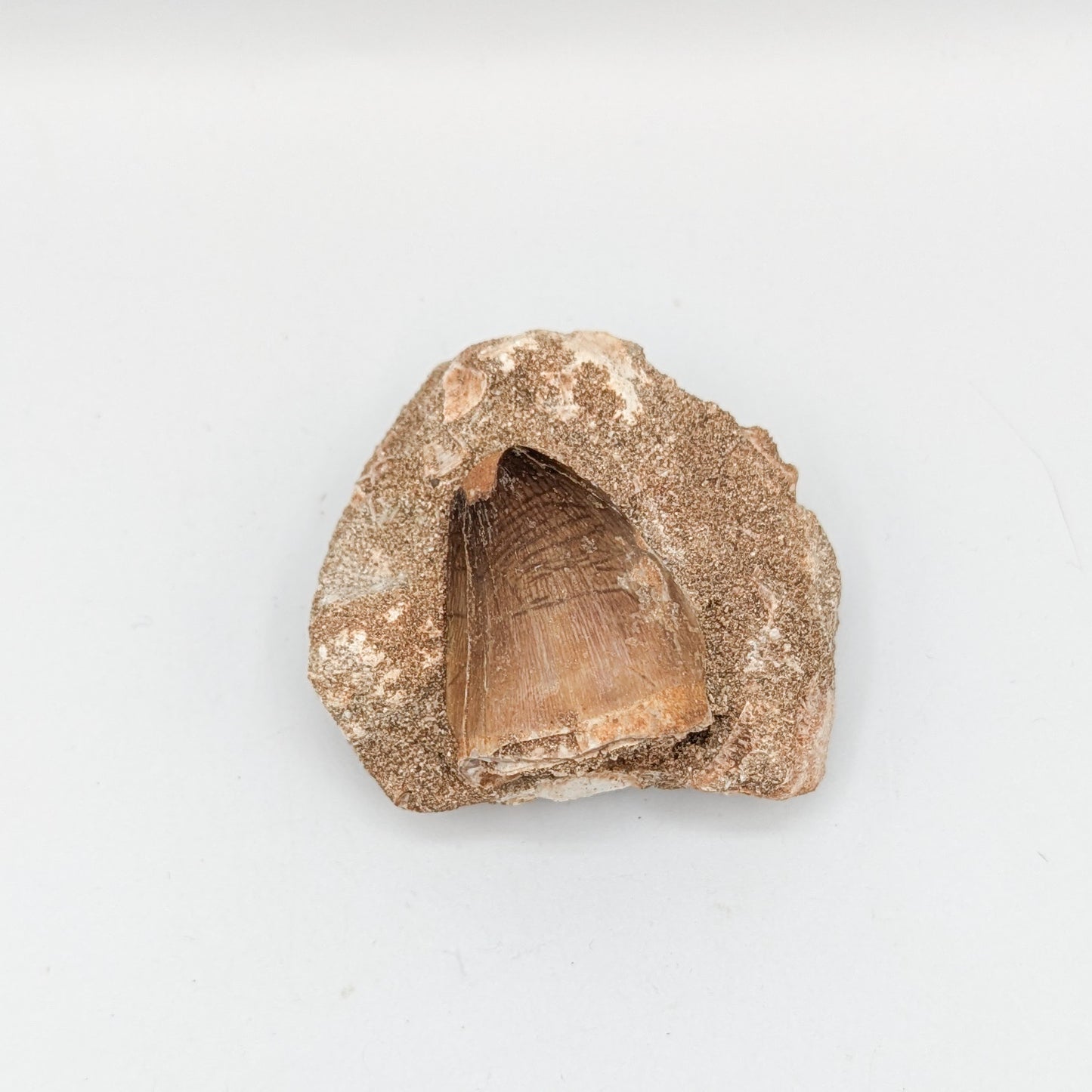 Mosasaur Tooth in Matrix D