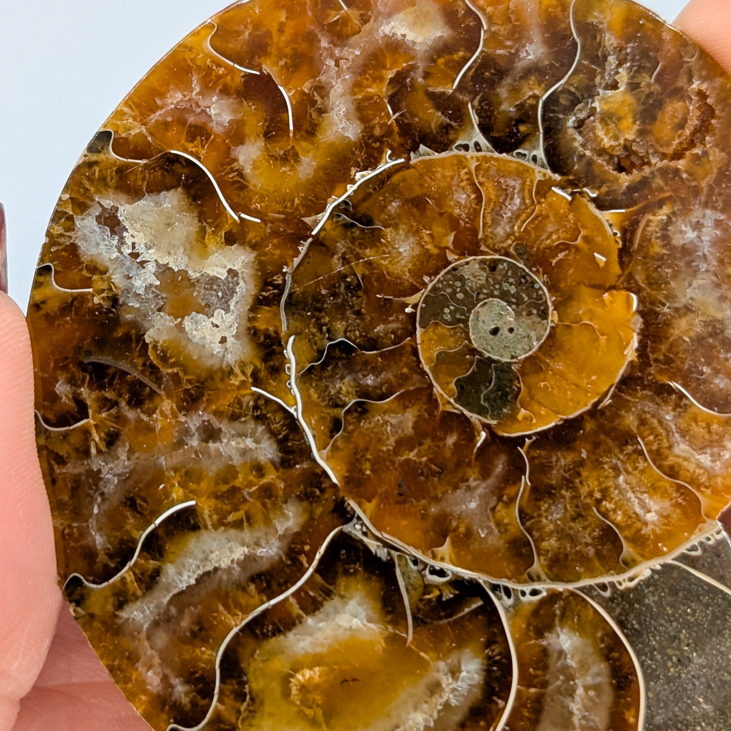 Ammonite Fossil Pair E