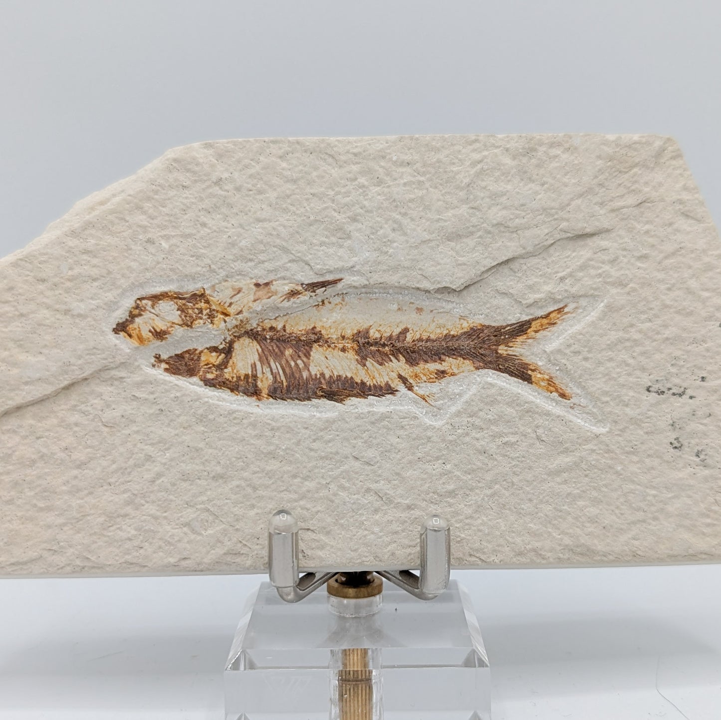 Knightia Fish Fossil B