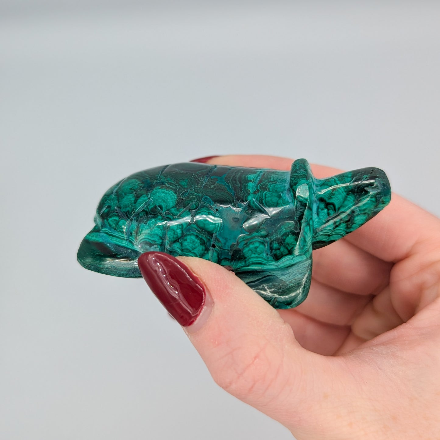 Malachite Turtle A