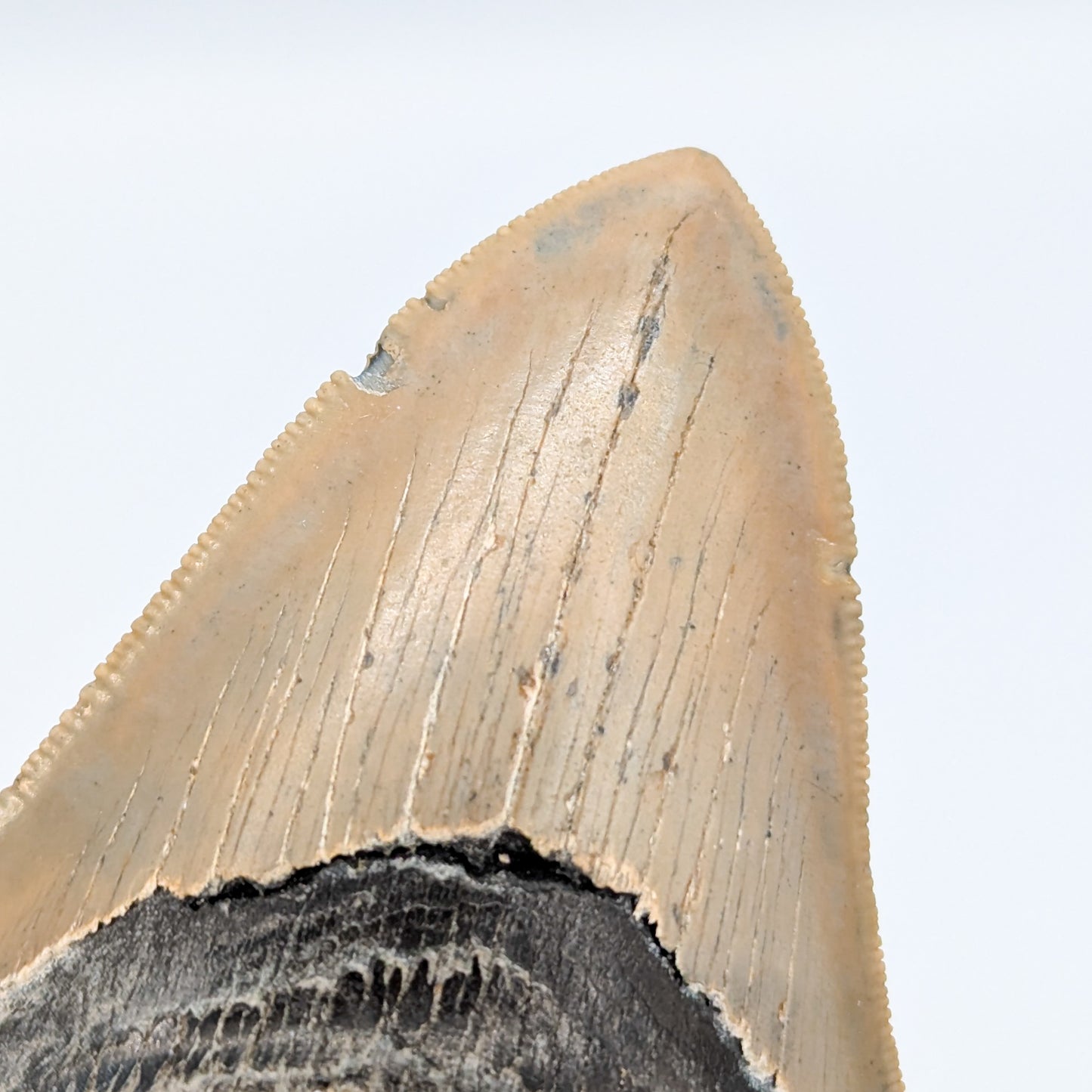 Megalodon Tooth Fossil B