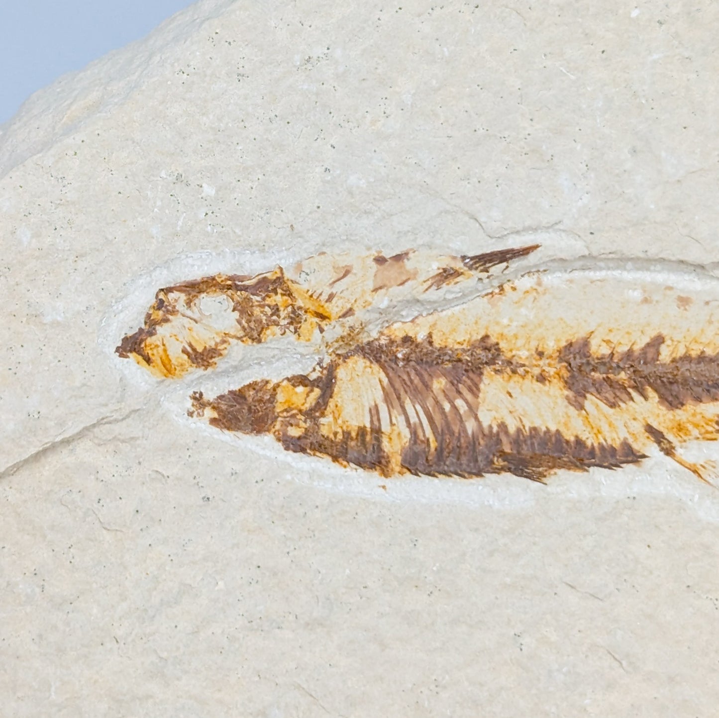 Knightia Fish Fossil B