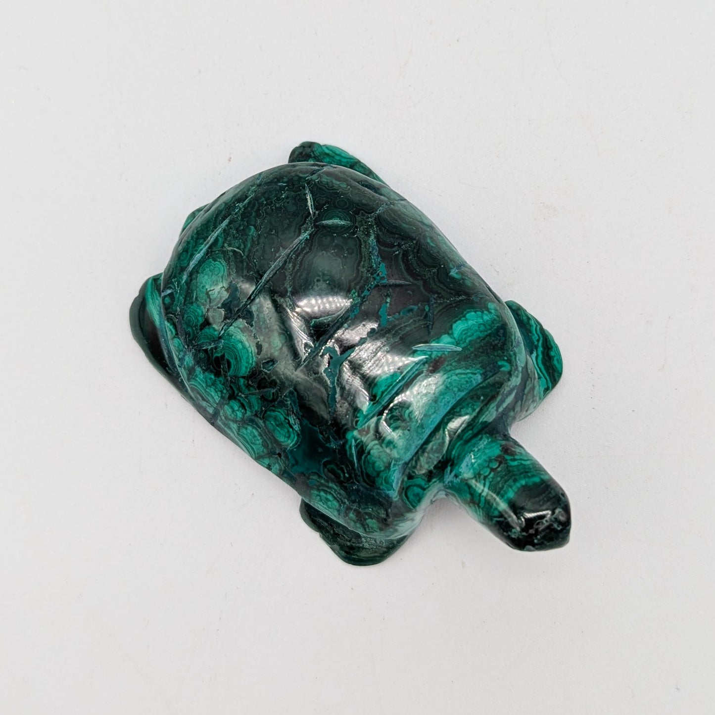 Malachite Turtle A