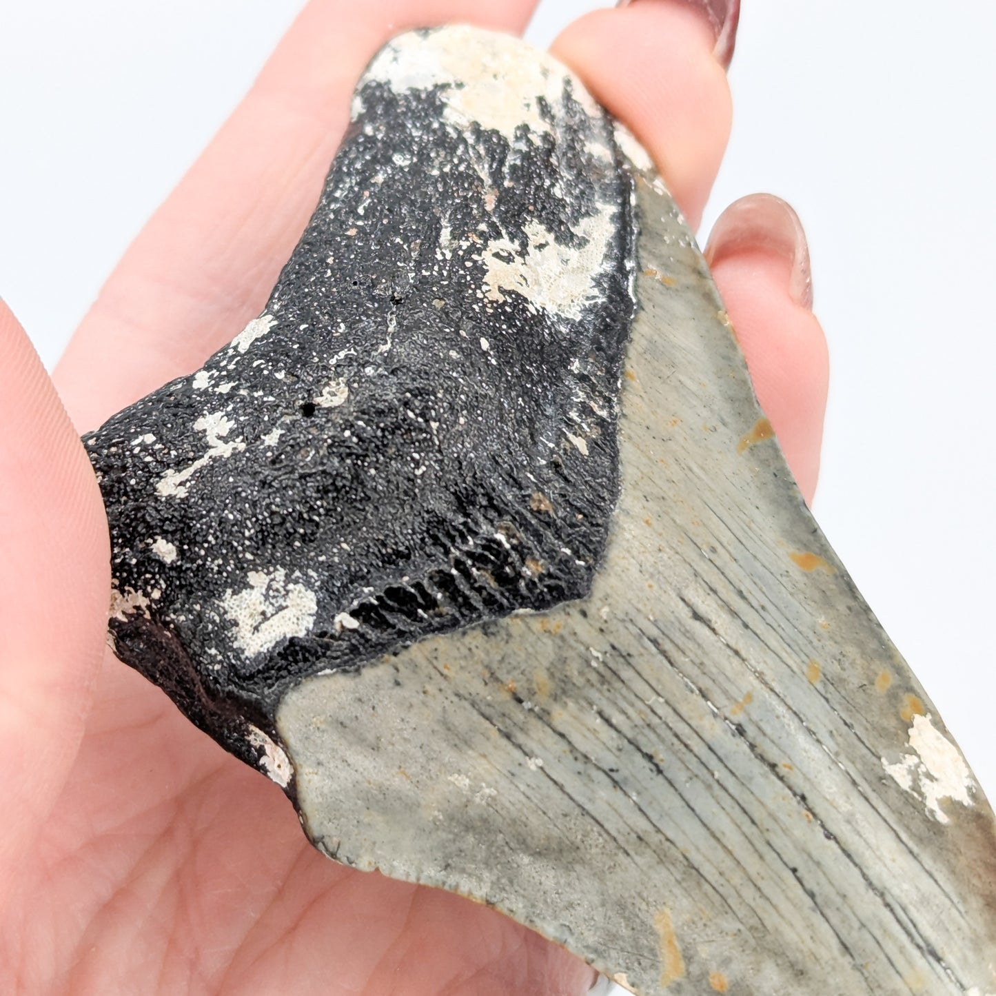 Megalodon Tooth Fossil D