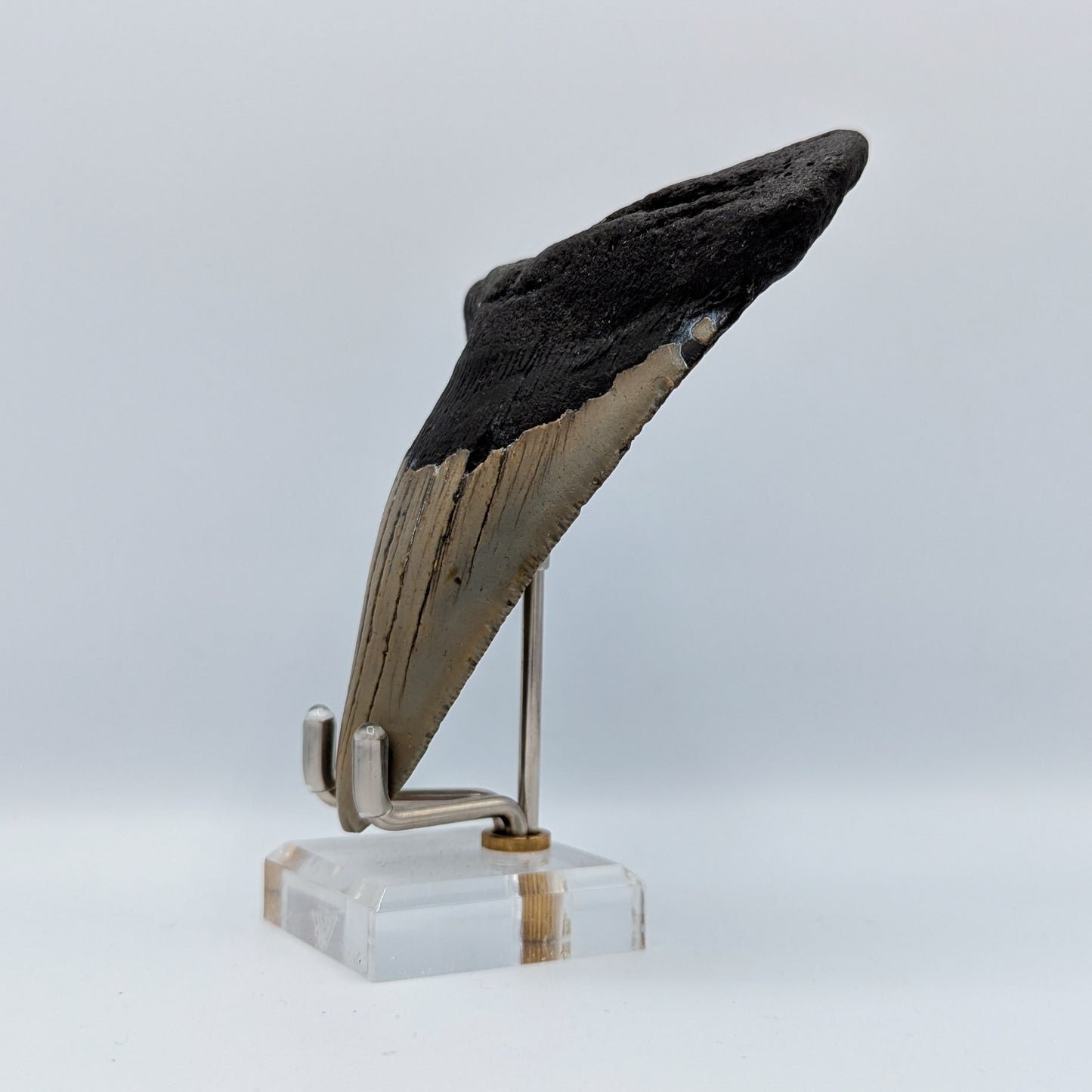 Megalodon Tooth Fossil G