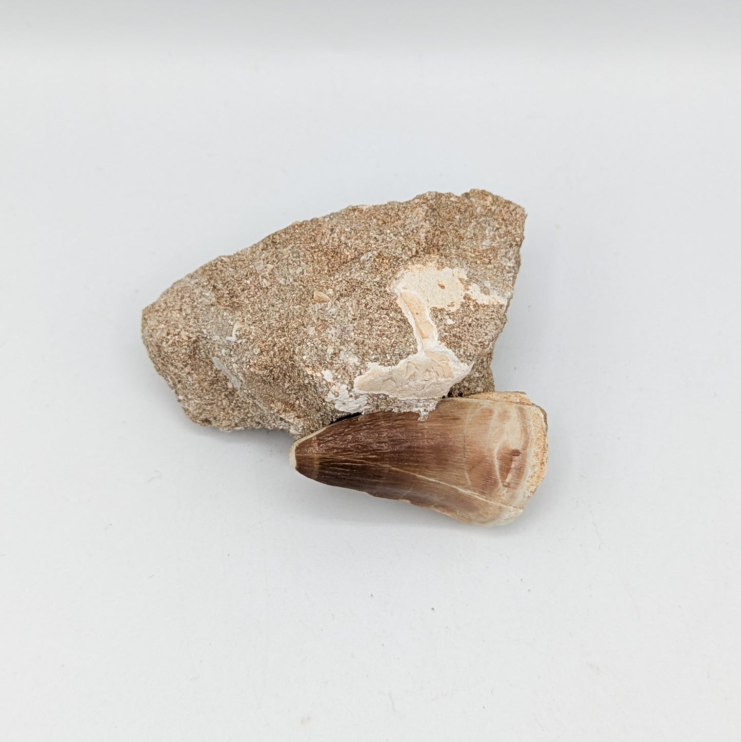 Mosasaur Tooth in Matrix E