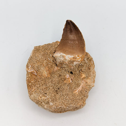 Mosasaur Tooth in Matrix B