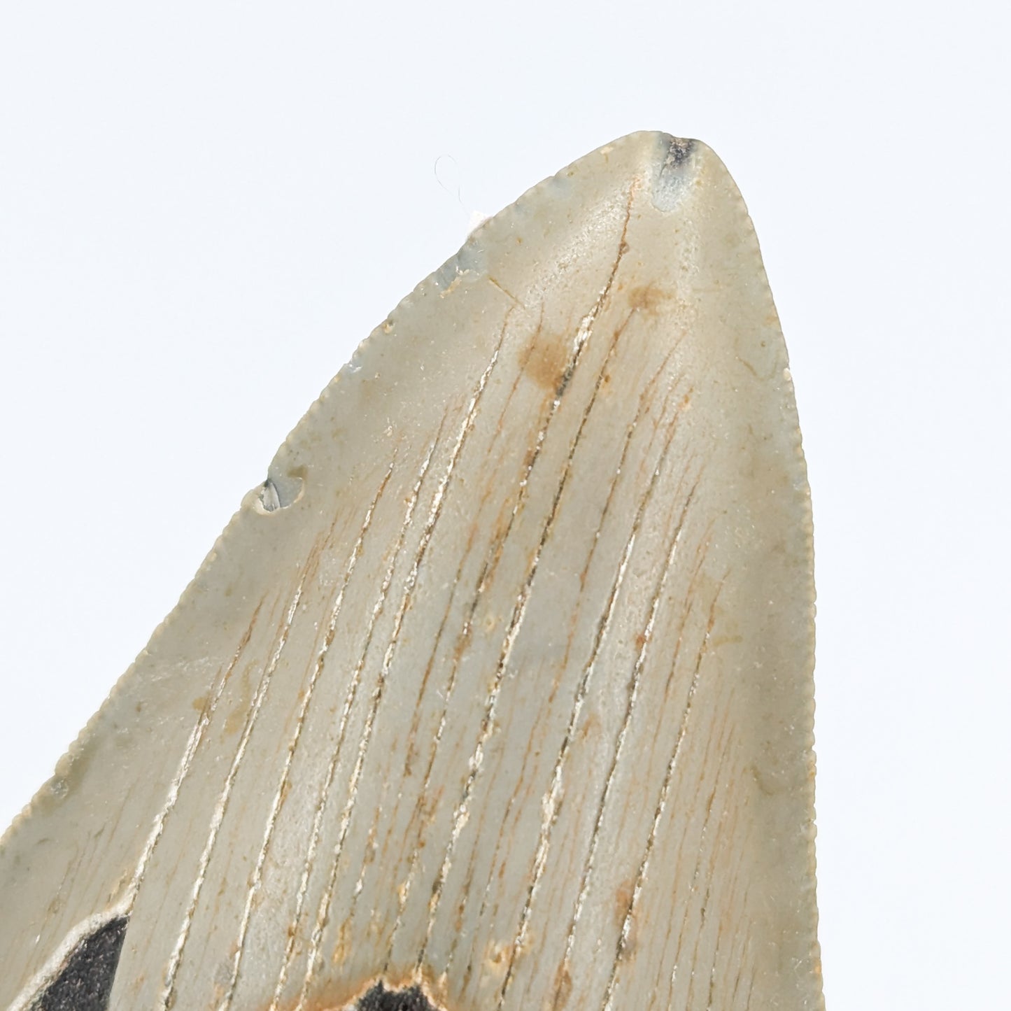 Megalodon Tooth Fossil C