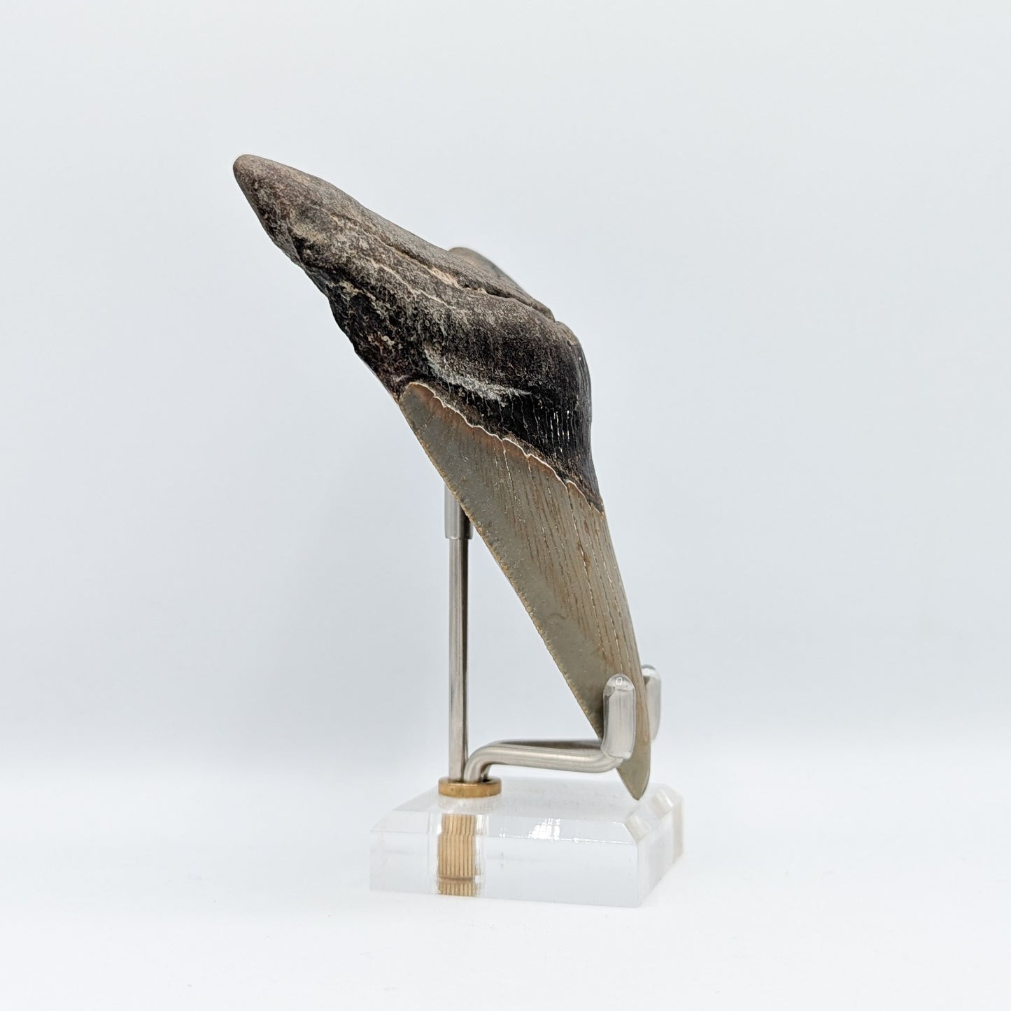 Megalodon Tooth Fossil C