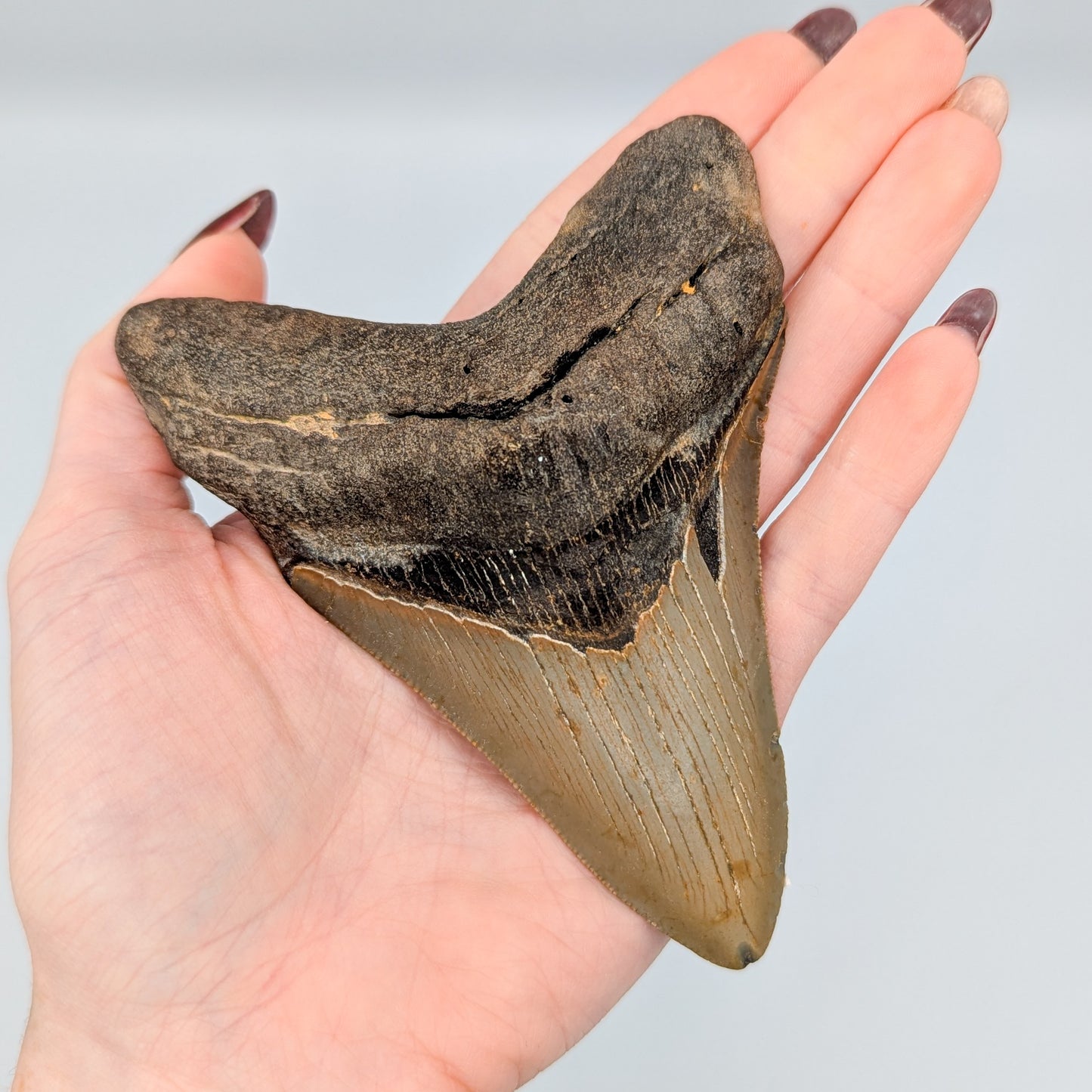 Megalodon Tooth Fossil C