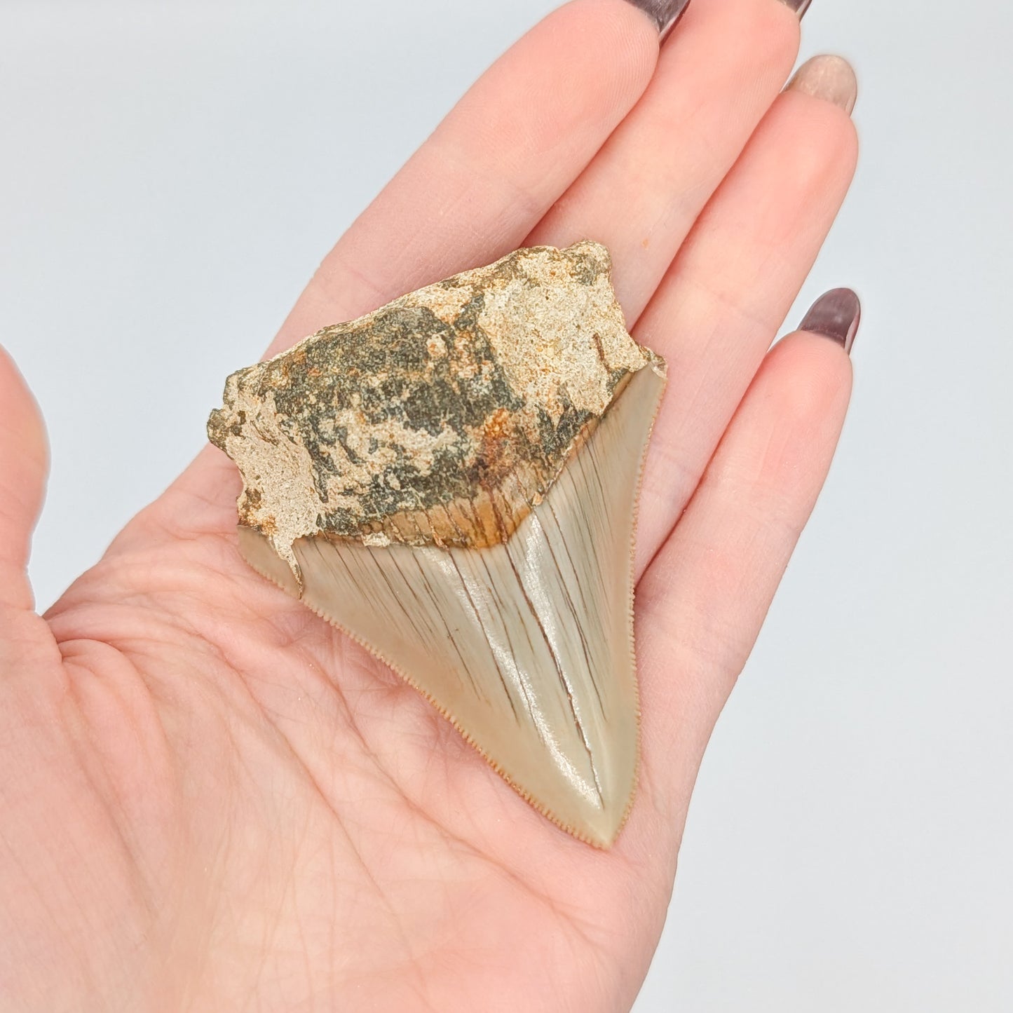 Megalodon Tooth Fossil E