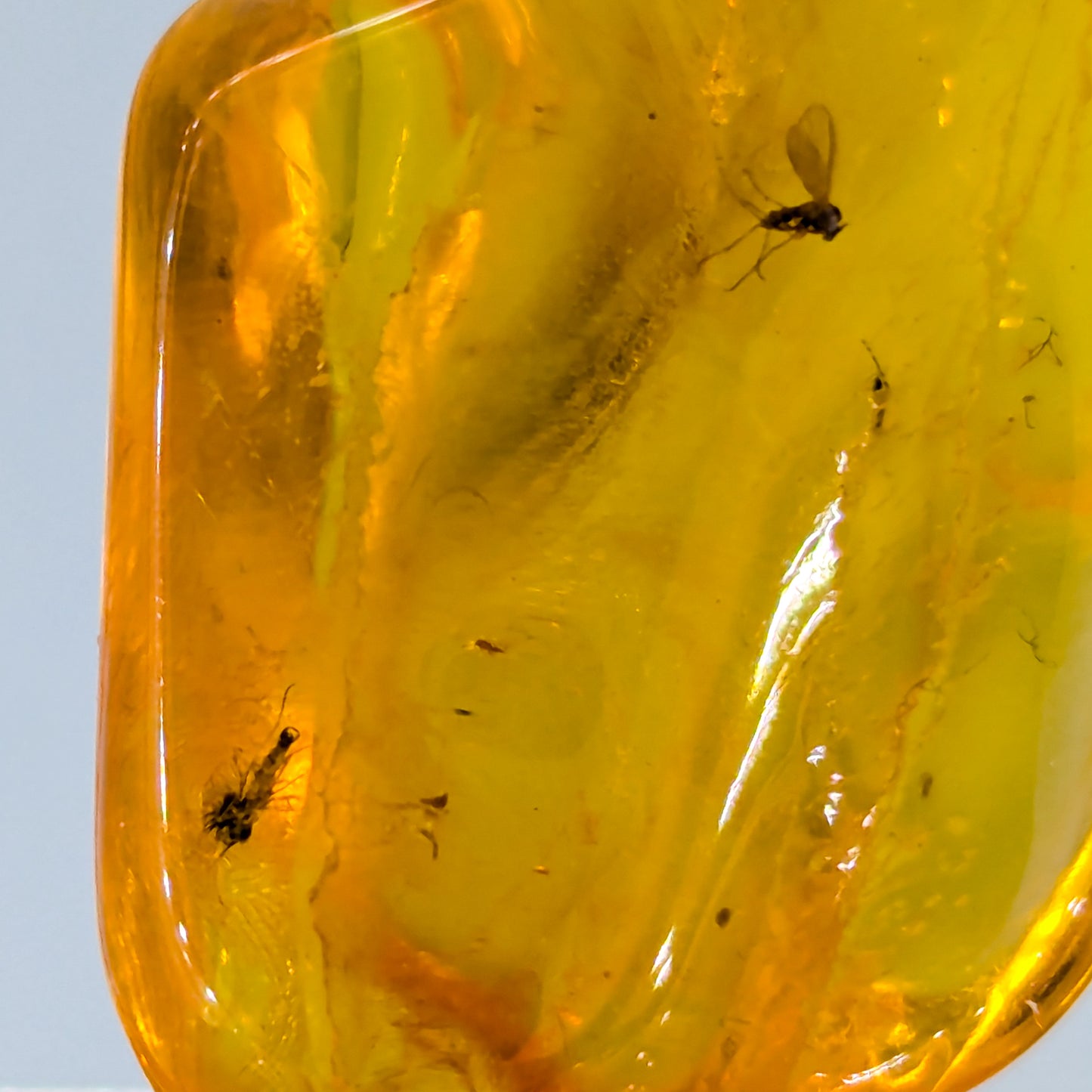 Amber with Insect Inclusions (Intuitively Selected)