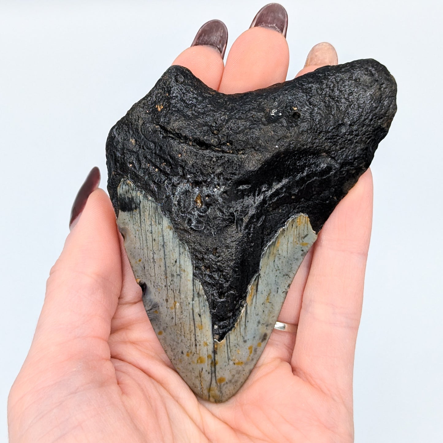 Megalodon Tooth Fossil F