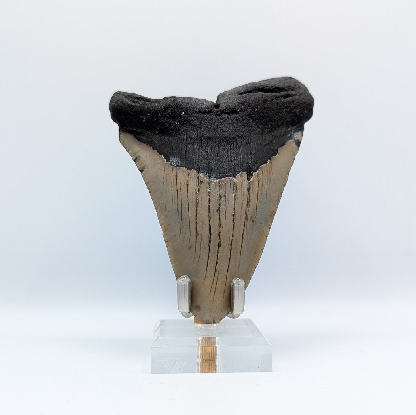 Megalodon Tooth Fossil G