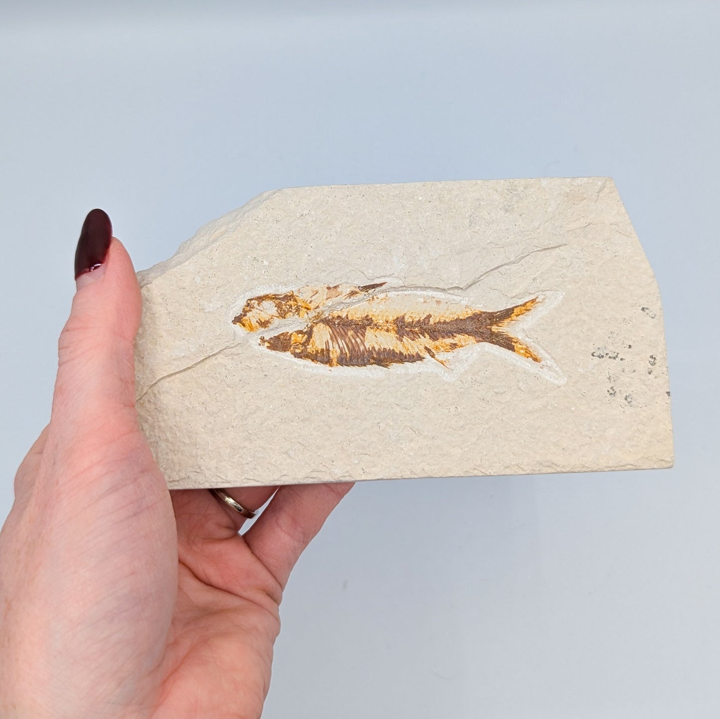 Knightia Fish Fossil B