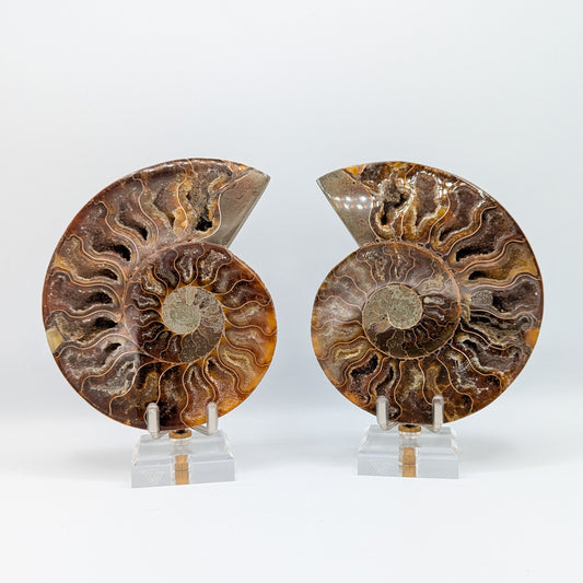 Ammonite Fossil Pair A