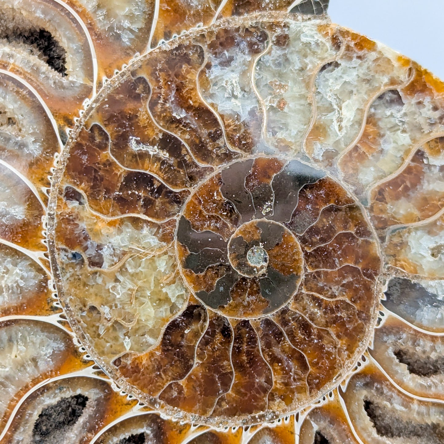 Ammonite Fossil Pair B