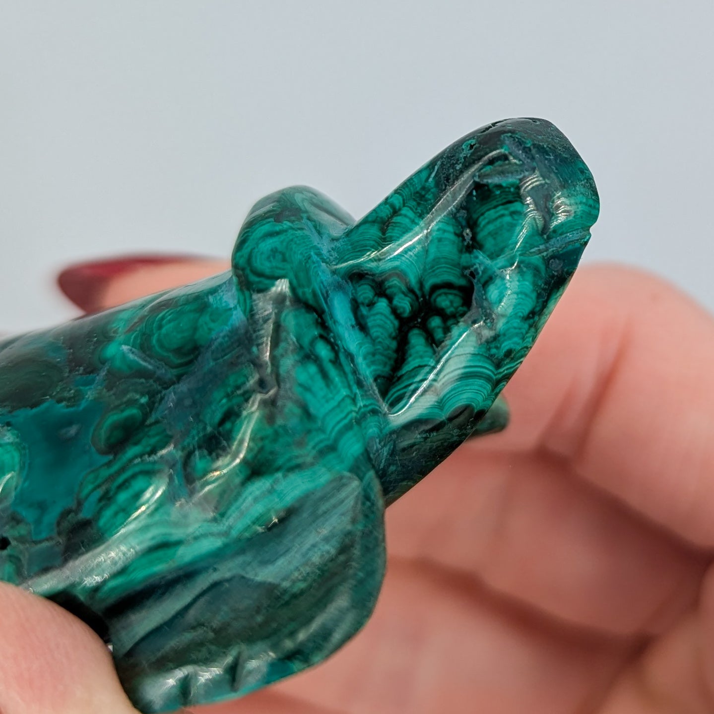 Malachite Turtle A