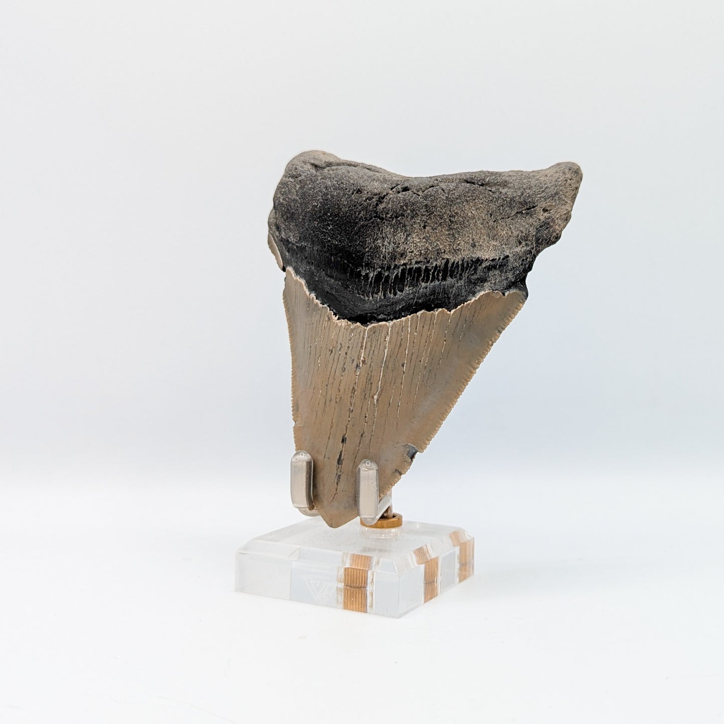 Megalodon Tooth Fossil B