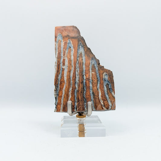 Mammoth Tooth Fossil Slice B