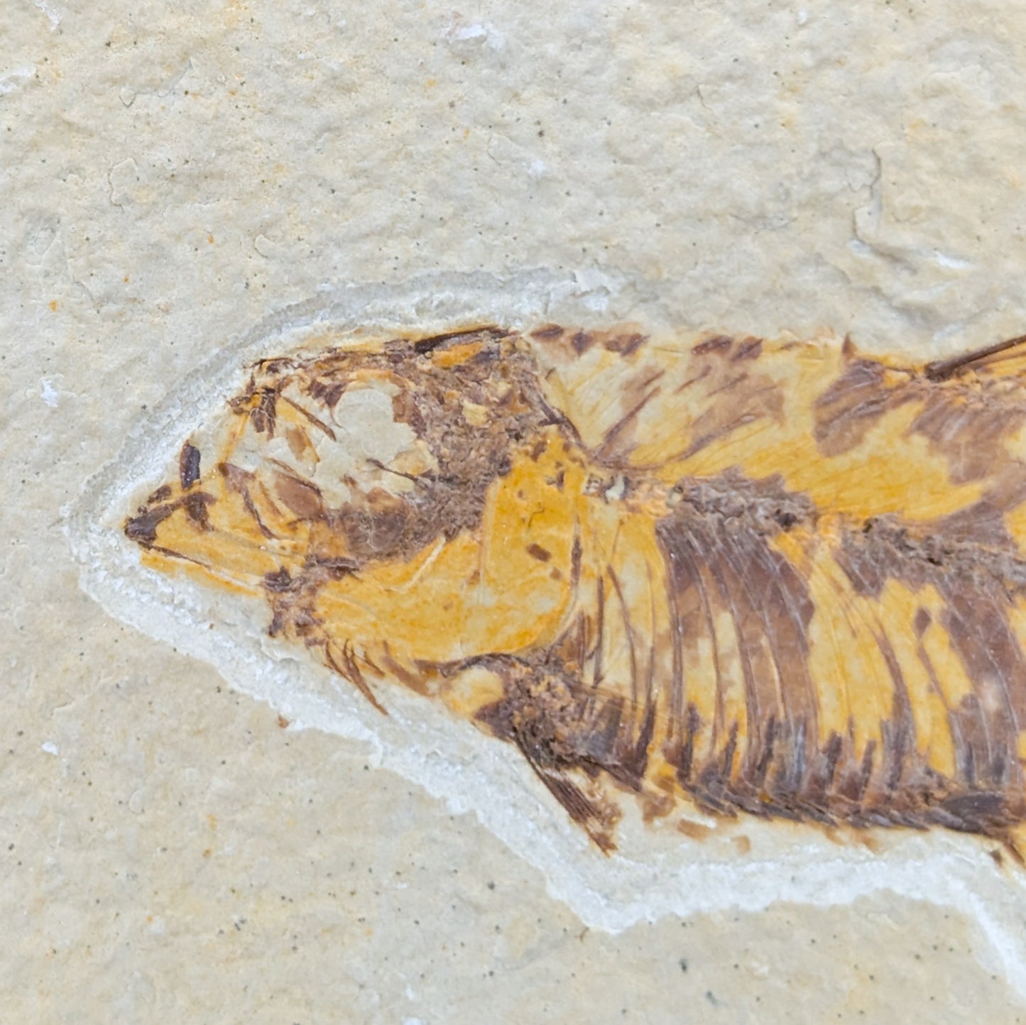 Knightia Fish Fossil A