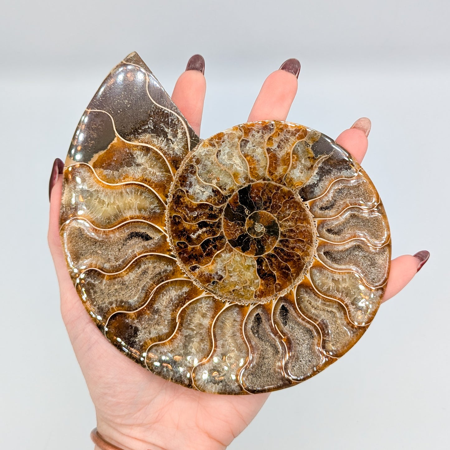 Ammonite Fossil Pair B