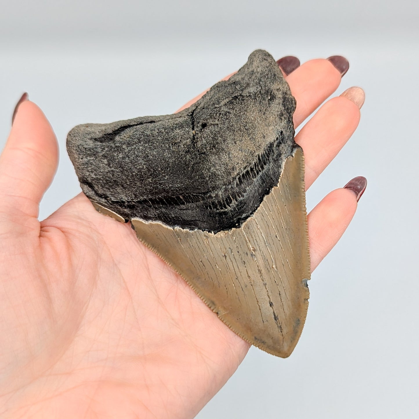 Megalodon Tooth Fossil B