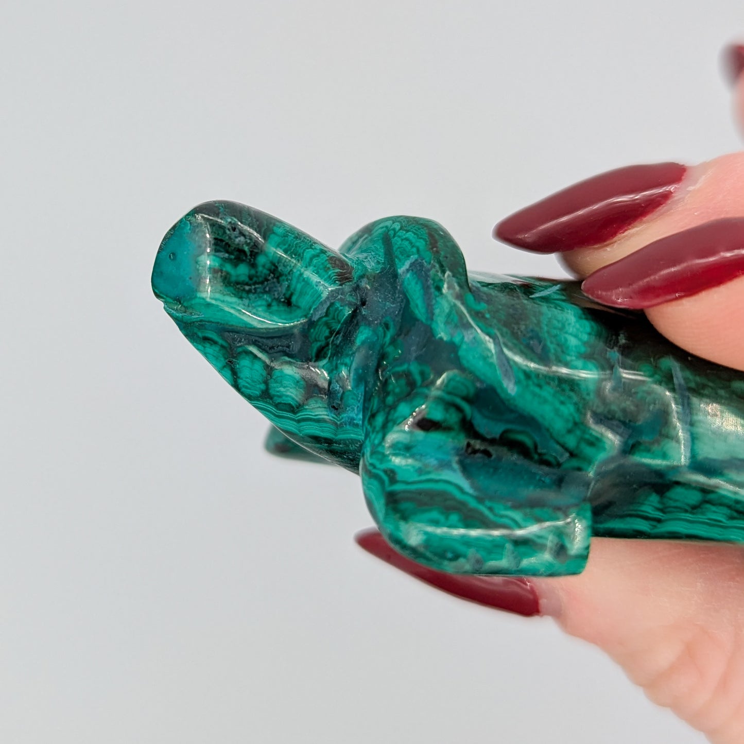 Malachite Turtle A