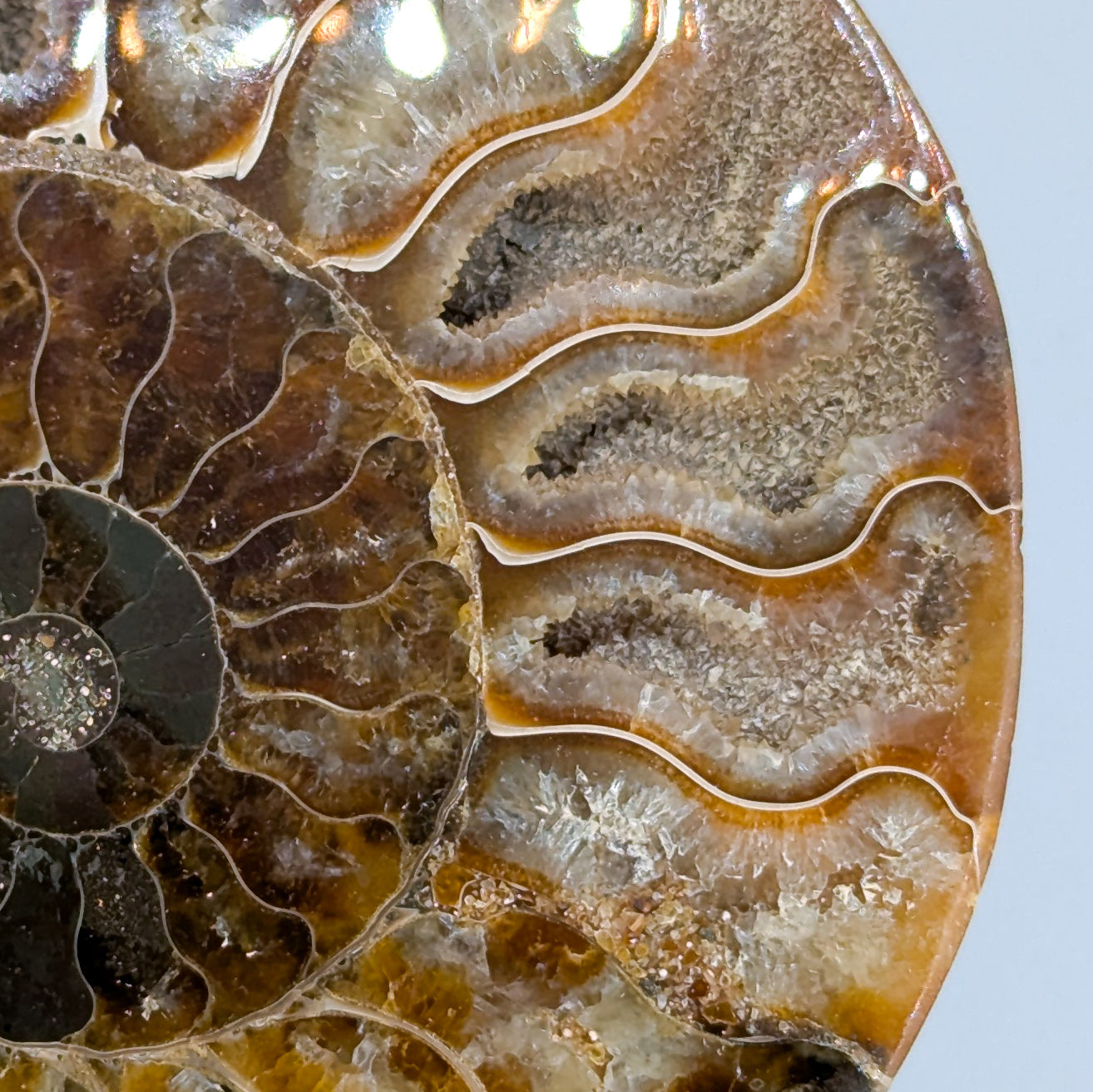 Ammonite Fossil Pair B