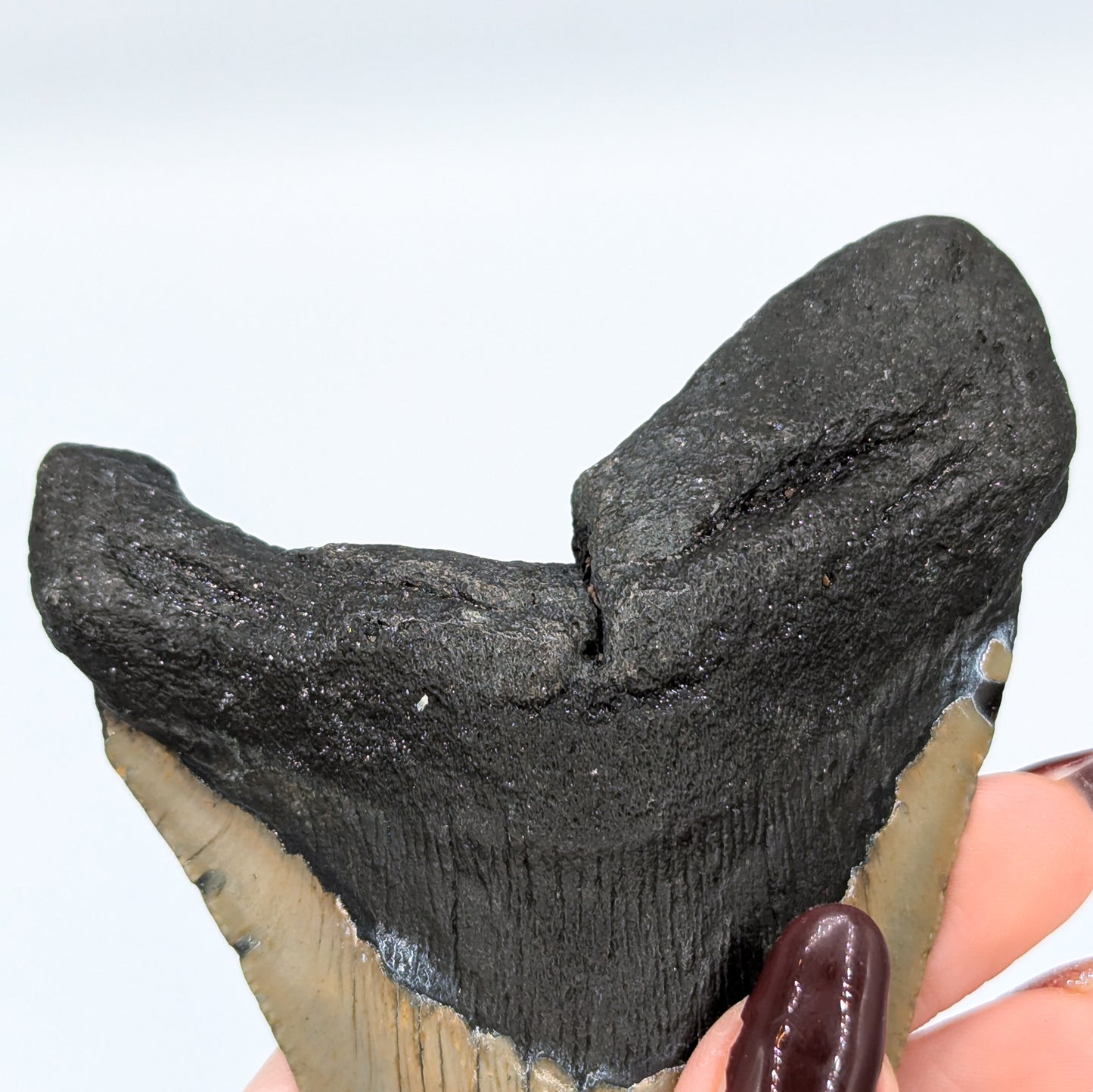 Megalodon Tooth Fossil G