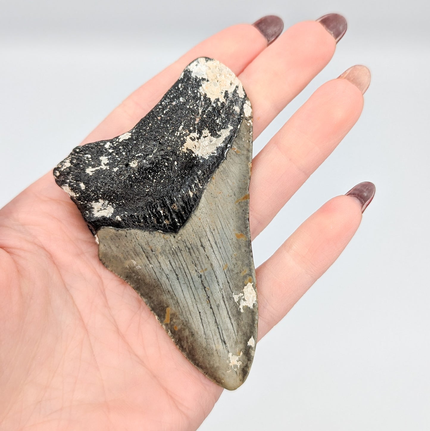 Megalodon Tooth Fossil D